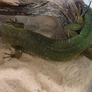 European green lizard - Lacerta viridis viridis
