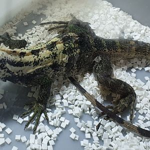 Club-tailed iguana - Ctenosaura quinquecarinata