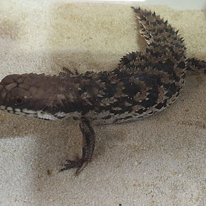 Spiny-tailed skink-species - Egernia species