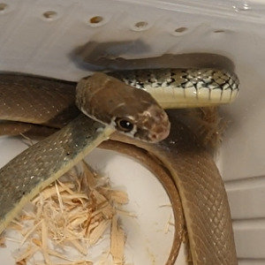 Dahl's whipsnake - Platyceps najadum