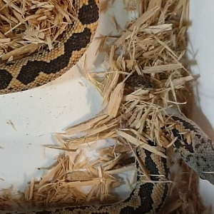 Rough-scaled sand boa - Gongylophis conicus