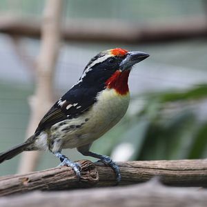 Black-spotted barbet (Capito niger)