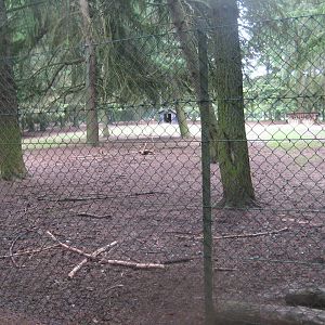 Brønderslev Psykiatripark - Fallow deer exhibit #1
