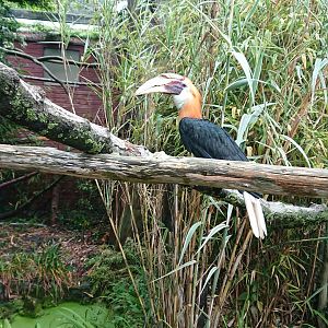Blyth's Hornbill 13/8/20