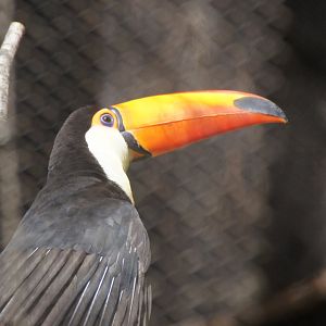 Condor Ridge - Toco Toucan