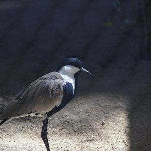 Nairobi Village - Spur-Winged Lapwing