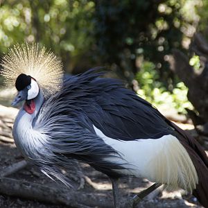 Nairobi Village - Grey Crowned Crane