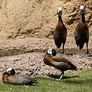 African Woods - White-Faced Whistling Ducks