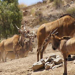 African Woods - Giant Elands