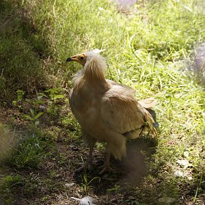 African Woods - Egyptian Vulture