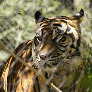 Tiger Trail - Sumatran Tiger