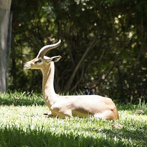 African Woods - Gerenuk