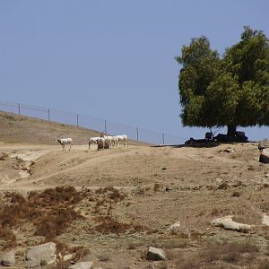 North Africa - Scimitar-Horned Oryx