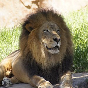 Lion Camp - African Lion