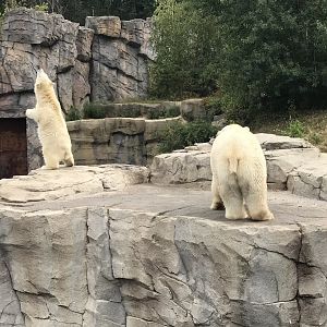 Polar bear cub born November 2019