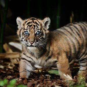 Surya the first Sumatran tiger cub...