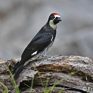 acorn woodpecker