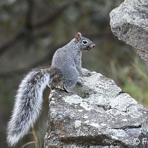 Arizona gray squirrel