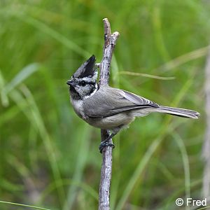 bridled titmouse