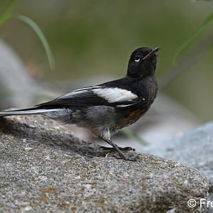 painted redstart (juvenile)