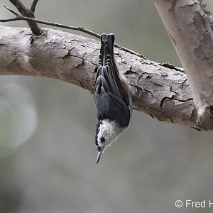 white breasted nuthatch
