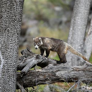 white nosed coati