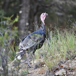 Gould's wild turkey