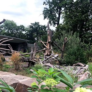 Berlin Zoo- view into the panda enclosure- 2020