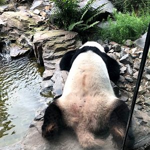 Berlin Zoo- male panda "Jiao Qing"- 2020