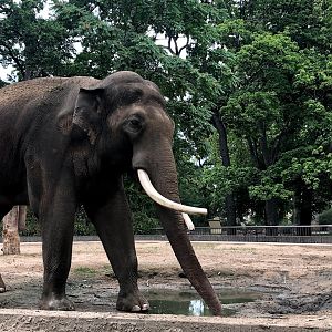 Berlin Zoo- male elephant "Viktor"-2020