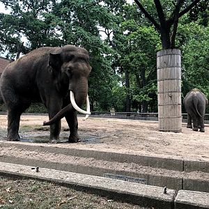 Berlin Zoo- male elephant "Viktor" throwing mud at himself- 2020