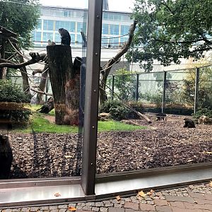 Berlin Zoo- lion tailed macuaqe exhibit- 2020