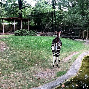 Berlin Zoo- okapi from the back- 2020