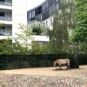 Berlin Zoo- typical city zoo view- 2020