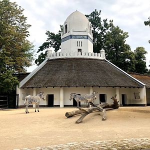 Berlin Zoo- grevy zebra enclosure with historic stable- 2020