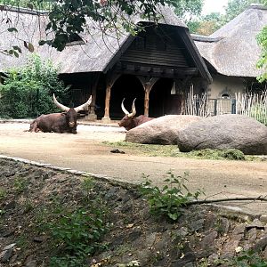 Berlin Zoo- watusi- 2020