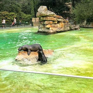 Berlin Zoo- Californian sea lion- 2020