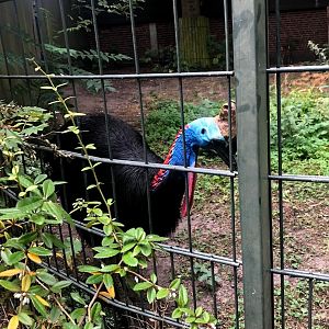 Berlin Zoo- Australian cassowary- 2020