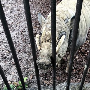 Berlin Zoo- babirusa close-up- 2020