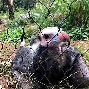 Berlin Zoo- vulture- 2020