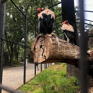 Berlin Zoo- king vultures- 2020