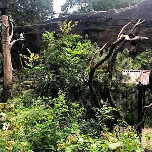 Berlin Zoo- view onto walkthrough vulture and eagle aviary- 2020