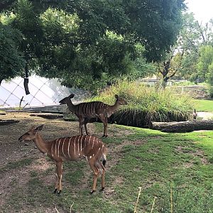 Berlin Zoo- two-headed Nyala^^ with a normal one in the foreground- 2020