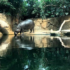 Berlin Zoo- pygmy hippopotamus- 2020