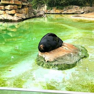 Berlin Zoo- male Californian sea lion- 2020