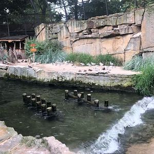 Berlin Zoo- avocet and inca sea tern aviary- 2020