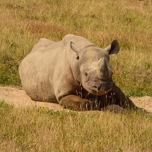 Eastern Black Rhino