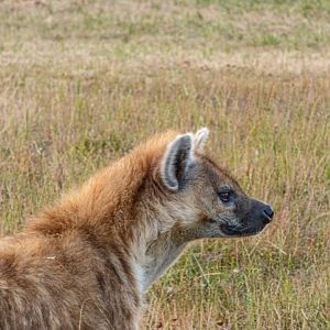 Spotted Hyena