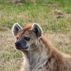 Spotted Hyena