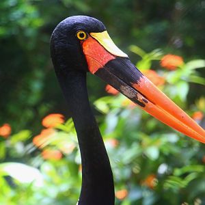 Great Rift Valley of Ethiopia - Saddle-billed Stork